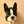 ducy