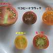 miyupi