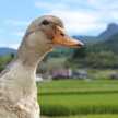 あいがもん倶楽部