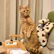 ponta_cat