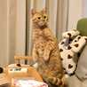ponta_cat