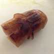 taroplant