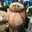 mignon_osc