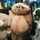 mignon_osc mignon_osc