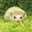 ぴくるみた