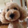 kazuppe♡