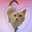 xmoggyx