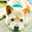 柴犬まろまゆ