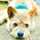 柴犬まろまゆ