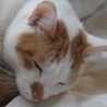robicat