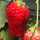 chihania