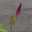 ぐでっこ