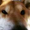 デブ柴やまと