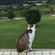 くろねこ1693nt
