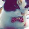 ミポッ