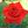 ROSE29