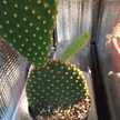 クックE6YLZP☆