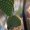 クックE6YLZP☆