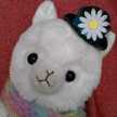 nyaoko♪
