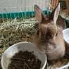 CHICO☆JUN