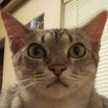 おしねこ