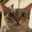 おしねこ