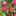 ぷくぷくかーちゃん ぷくぷくかーちゃん