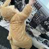 甘酒みるくちゃんママ 甘酒みるくちゃんママ