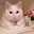 シナモン☆cat