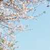 ❁﻿おはな❁﻿