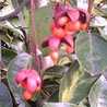 Euonymah