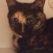 kopicat