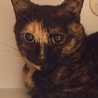 kopicat