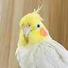 SUICOちゃん