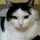 猫だまり