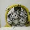 yukki3cats