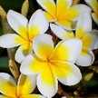 chiーaloha