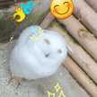 シナモン