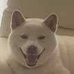 しろちびゆた