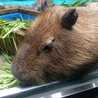 つまみ屋熊ノ介