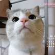 mayshu
