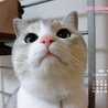 mayshu