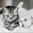 Kissa♡