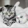Kissa♡