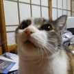 あんだーうっど