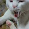 香織猫ママ