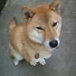 柴犬Tさくら