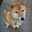 柴犬Tさくら