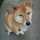 柴犬Tさくら 柴犬Tさくら