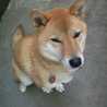柴犬Tさくら